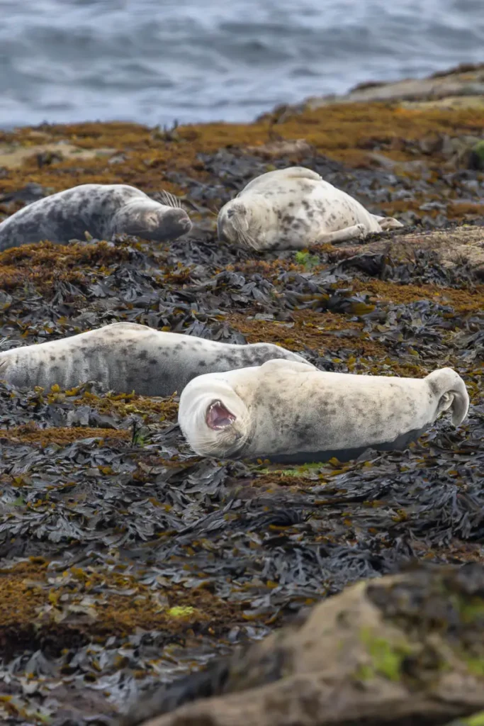 A few grey seals lying down close to the sea