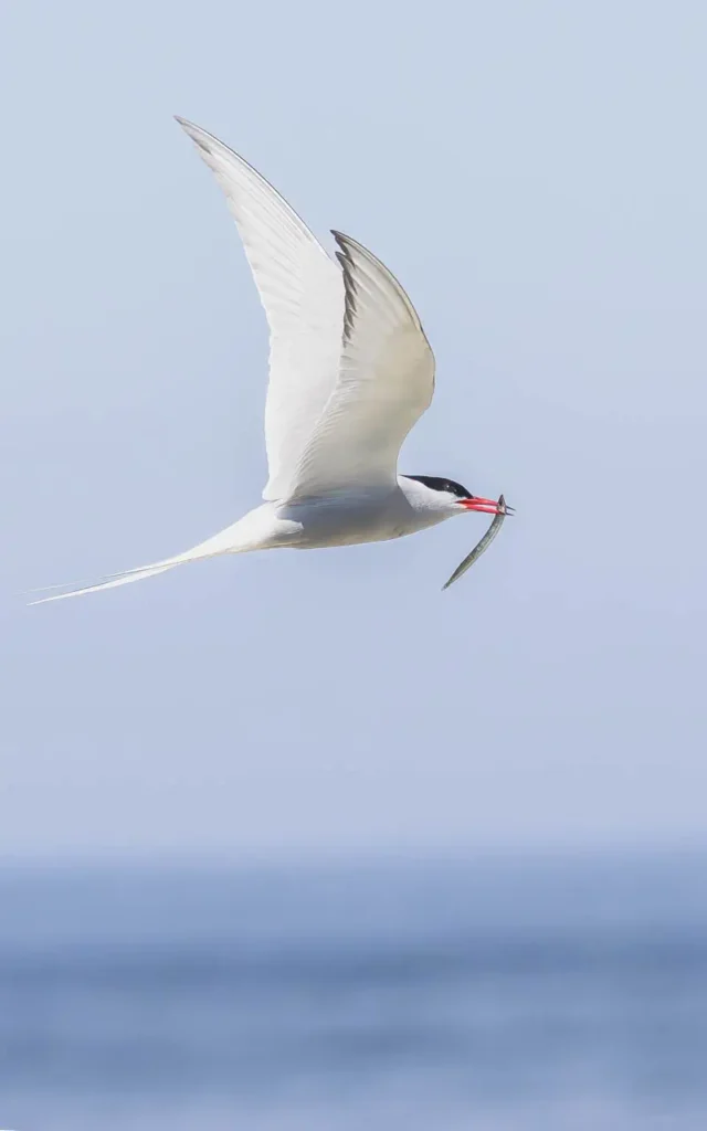 Arctic tern flying with fish in its beak