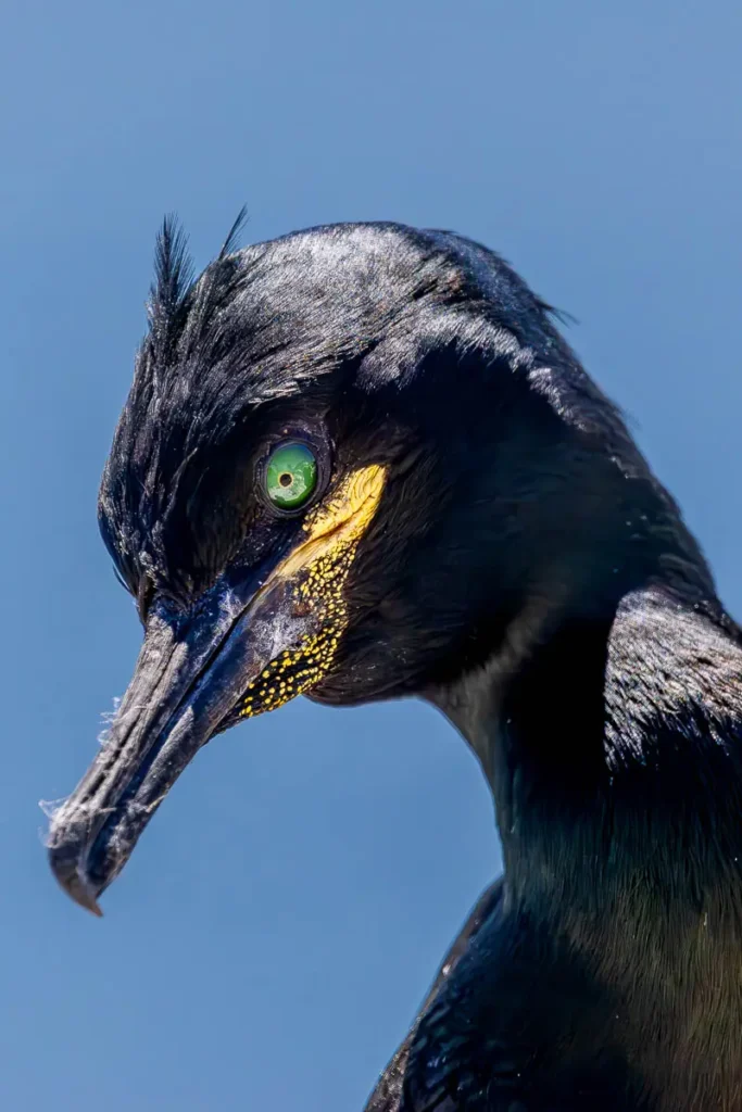 Close up of a European shag
