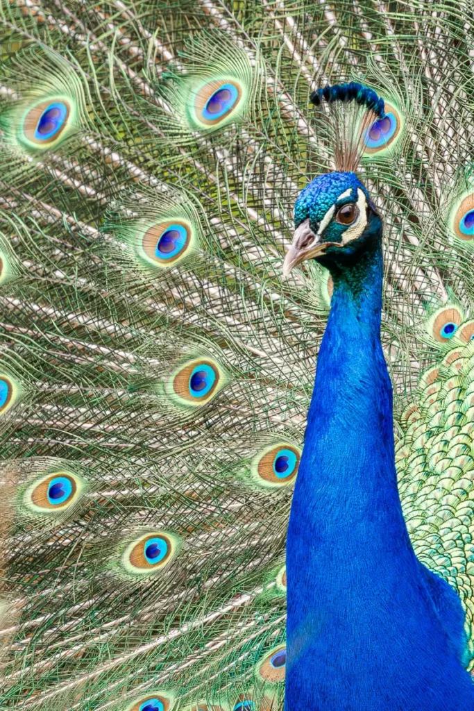 Close up of a peacock