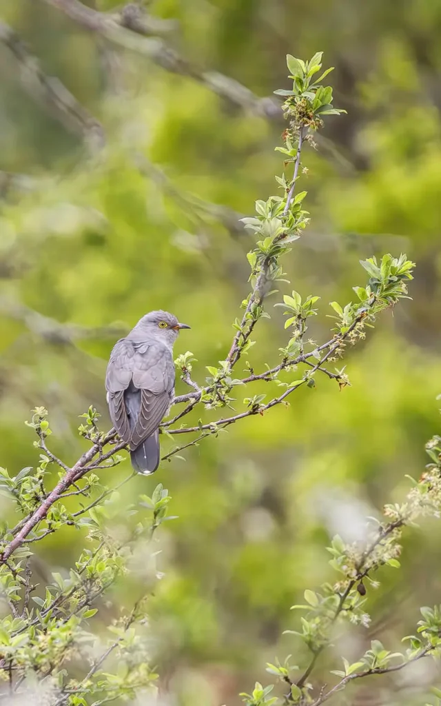 Cuckoo perched on a branch amongst the greenery of Brownsea Island
