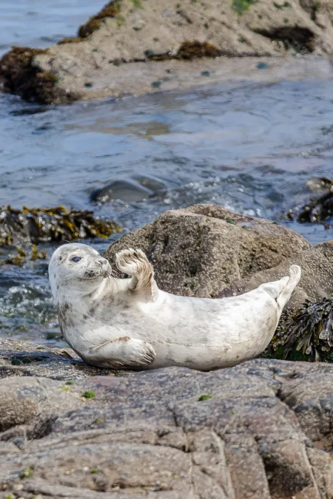Grey seal lying on the rocks with their flipper up