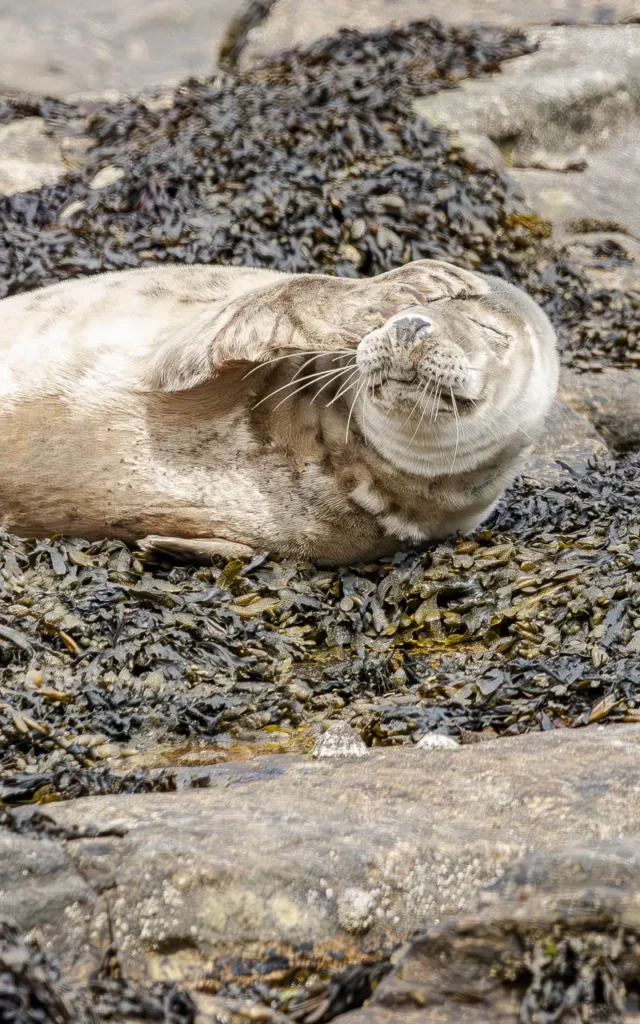 Grey seal with flipper on its head
