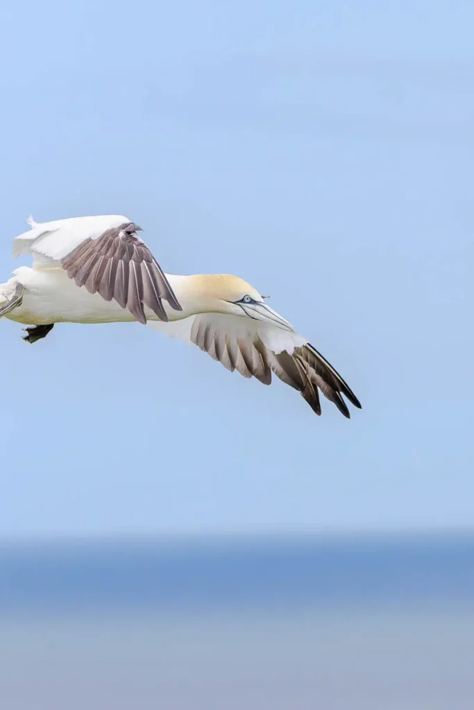 Northern gannet mid-flight over the sea