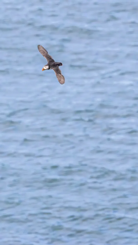 Puffin flying over the sea