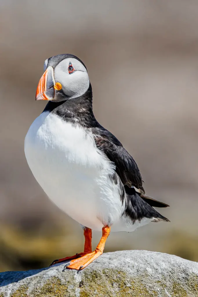 Puffin stood on the rock in the Farne Islands