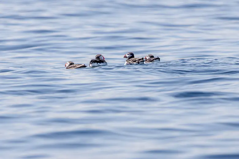 4 puffins sitting on the water around the UK