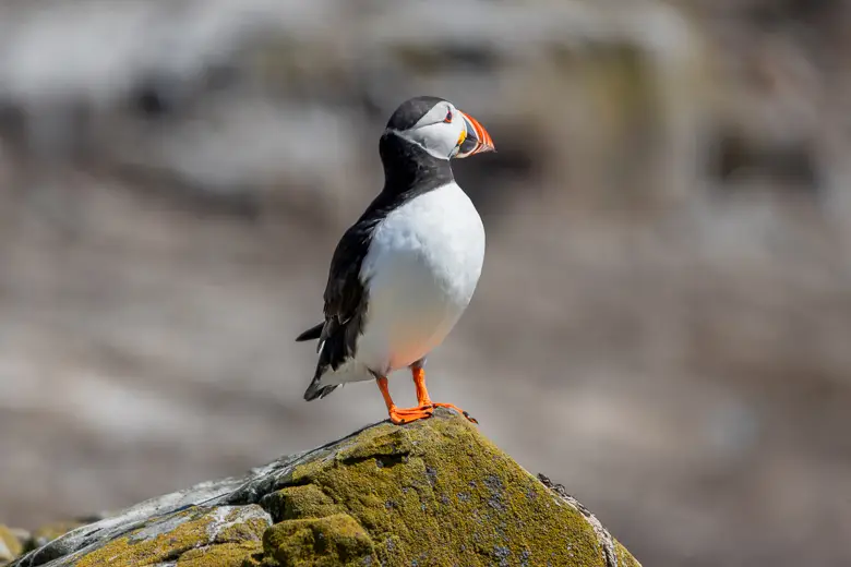 Puffin standing proudly on a rock looking away