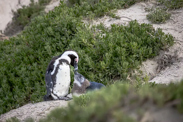 A mother penguin and her baby on Boulders Beach