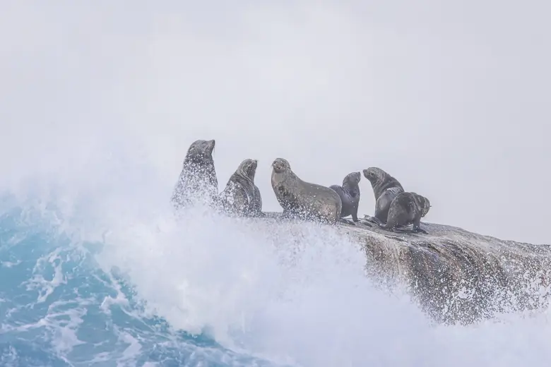 Cape Fur Seals on a rock with waves in Cape Town