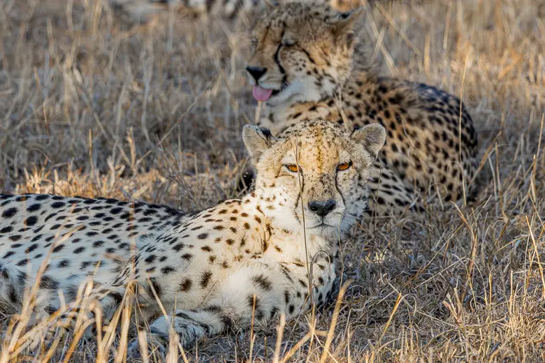 Cheetahs in the grass on safari in Sabi Sands, South Africa