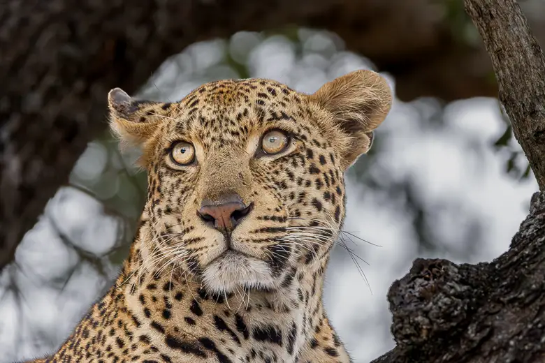 Close up of an African leopard