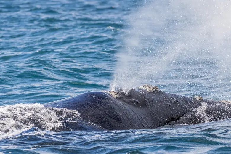 Close up of a Southern Right Whale blowing water out of its blowhole