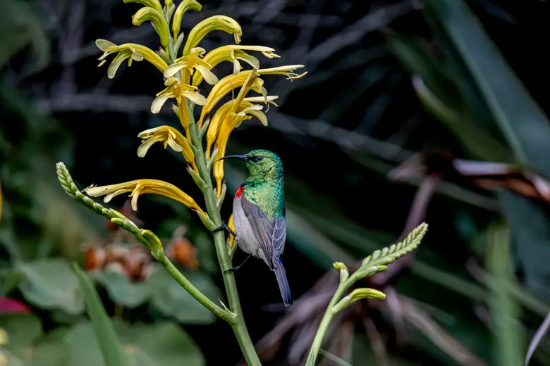 Double collared sunbird on a yellow flower at Kirstenbosch Botanical Garden