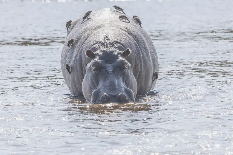 Hippo in the water with oxpeckers on its back