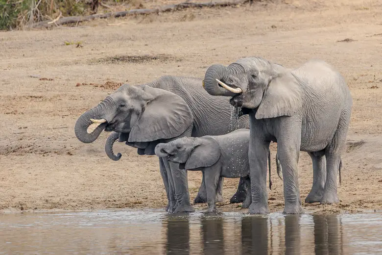 Three elephants drinking water from the waterhole