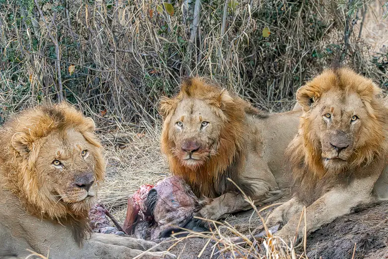 Three lions seen on safari in South Africa