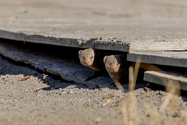 Two common dwarf mongoose at a safari lodge in South Africa