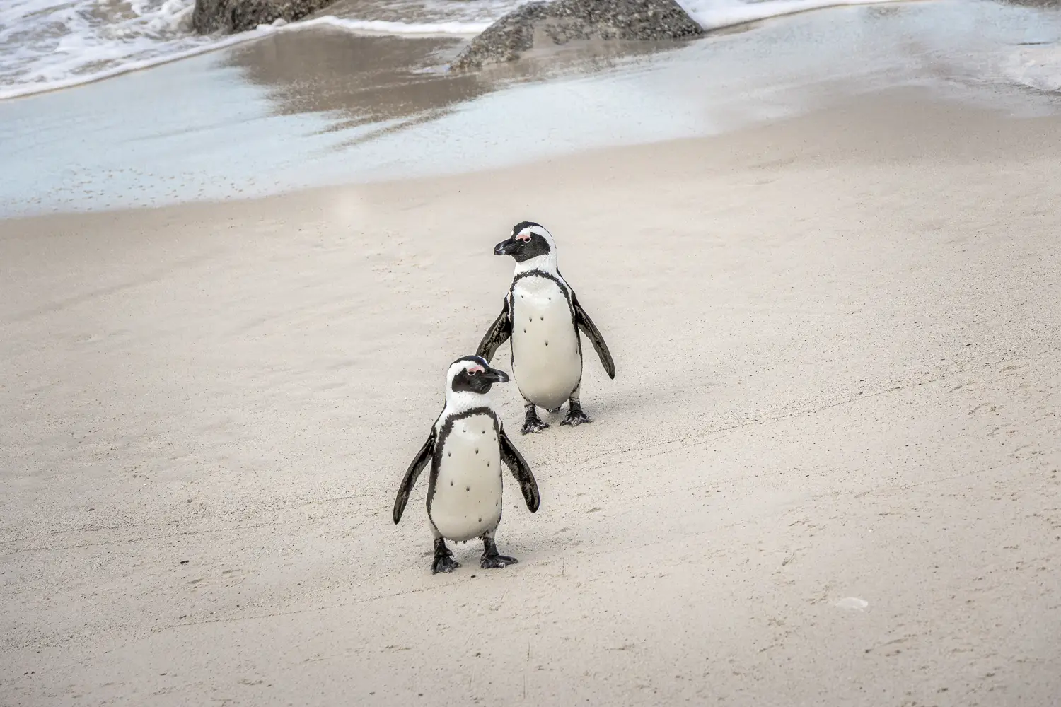 Two penguins on Boulders Beach, Cape Town