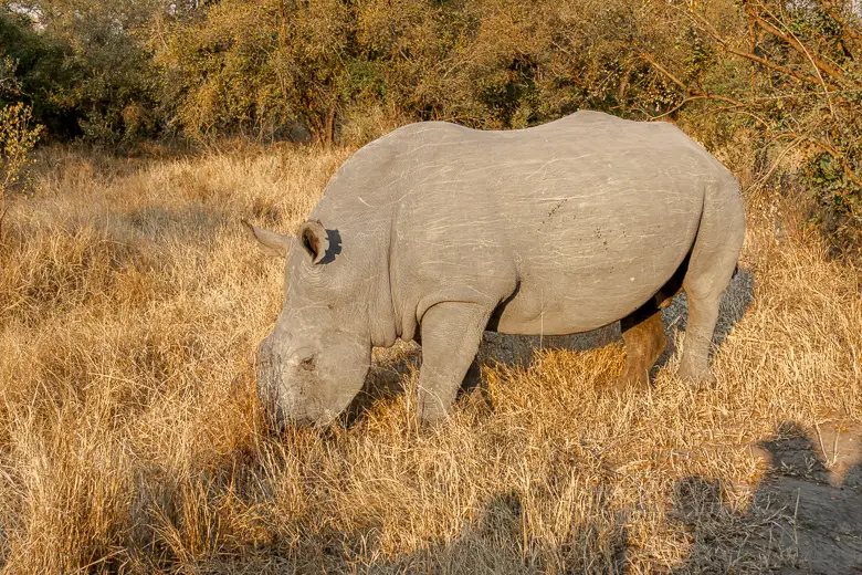 White rhino in the dry season in the grass