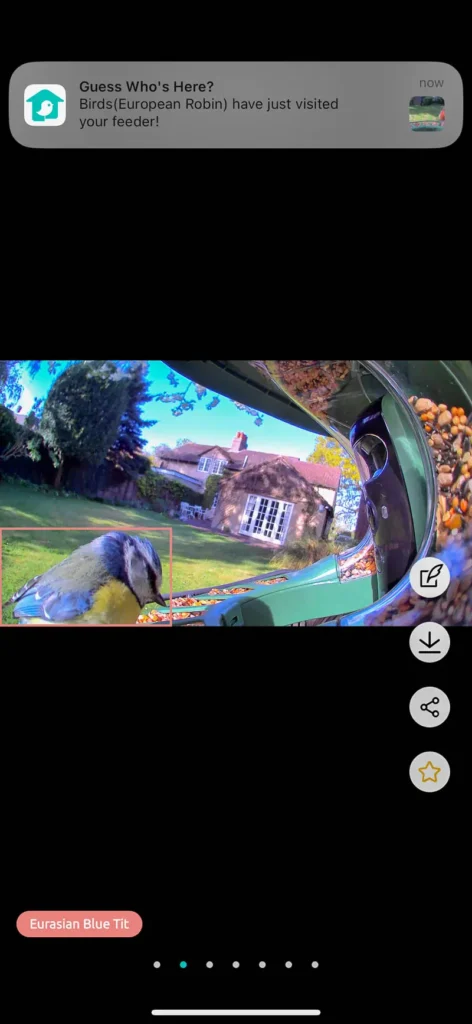 A screenshot from the Birdfy App showing bird identification and notification