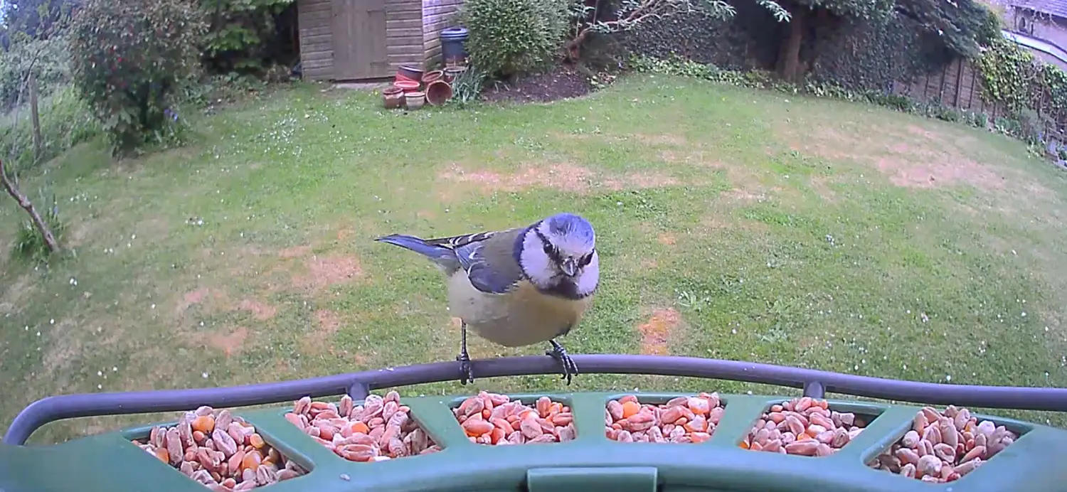 Blue tit on the camera on the Birdfy 2 Duo camera