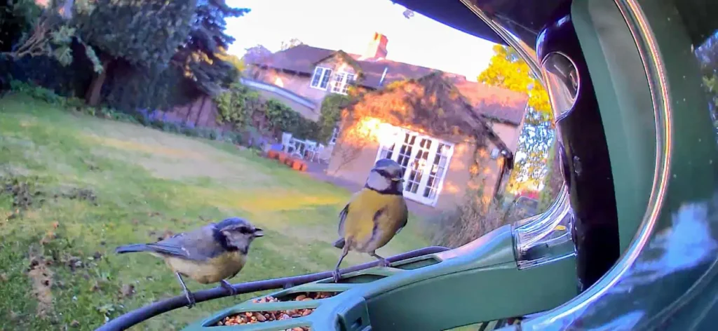 Two blue tits as seen on the Birdfy 2 duo camera in the garden